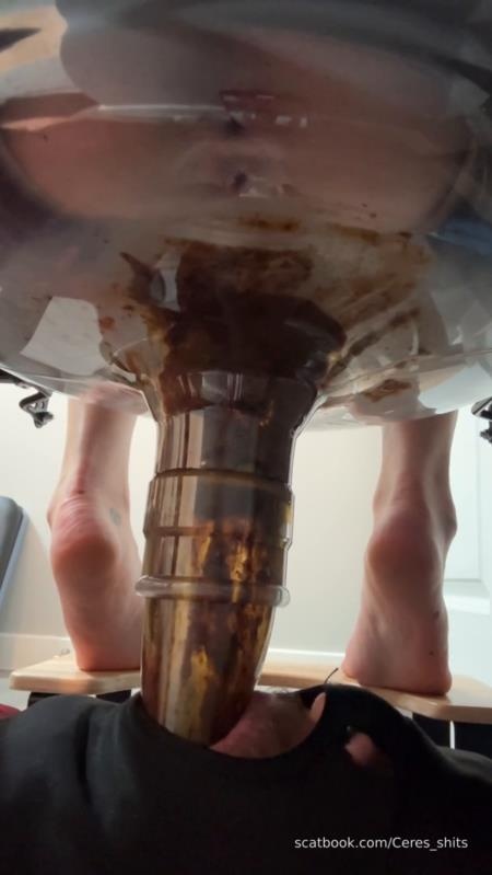 Daily Toilet Torture » Mixfemdomcc - Latest Femdom Porn for Online Streaming - Goddess Ceres (2025 | SD)